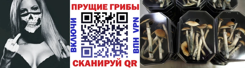 Псилоцибиновые грибы прущие грибы  Донецк 